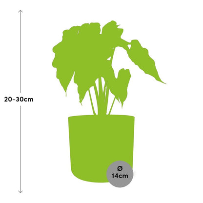 Kamerplant - Alocasia 'Polly' - Pot Ø 14cm
