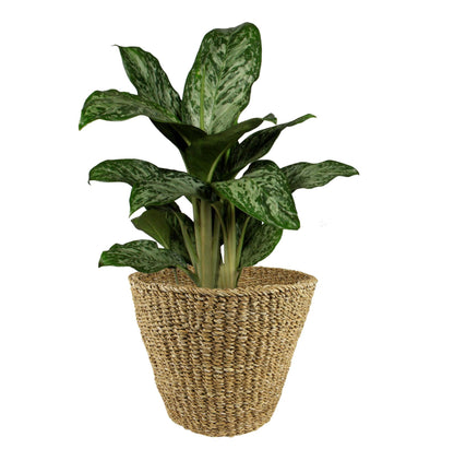Mand Lichtbruin - Jip Naturel - XL - H31cm W37cm