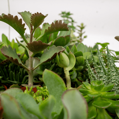 Kamerplant 10x Succulenten Mix - Pot Ø 5,5cm Hoogte ↕ 7cm