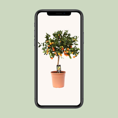 Kamerplant - Citrus Calamondin - Pot Ø 22cm Hoogte ↕ 80cm