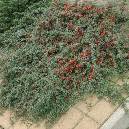 Buitenplant 12x Cotoneaster dam. 'Major' - Winterhard - Pot Ø 9cm Hoogte ↕ 25cm