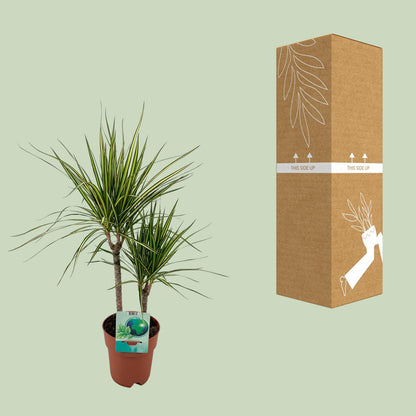 Kamerplant - Dracaena Marginata Bicolor - Pot Ø 19cm Hoogte ↕ 70cm