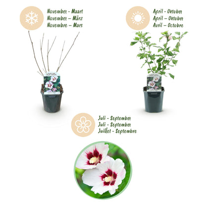Buitenplant - Hibiscus syriacus 'Hamabo' - Bloeiend - Pot Ø 17cm Hoogte ↕ 45cm