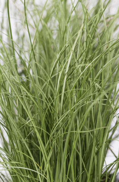 Buitenplant 3x Carex comans 'Frosted Curls' - Pot Ø 14cm Hoogte ↕ 30cm