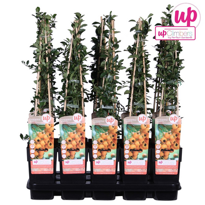 Buitenplant - Pyracantha 'Soleil dOr' - Bloeiend - Pot Ø 15cm Hoogte ↕ 65cm