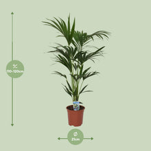 XL kamerplant - Howea forsteriana - Pot Ø 21cm Hoogte ↕ 120cm