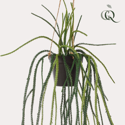Kunstplant - Rhypsalis Koraalcactus - Hoogte ↕ 85cm