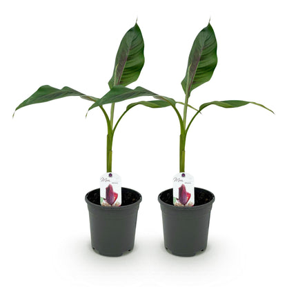 Buitenplant 2x Musa sikkemensis Red Tiger - Winterhard - Pot Ø 17cm Hoogte ↕ 40cm