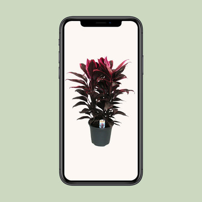 Kamerplant - Cordyline Mambo - Pot Ø 19cm Hoogte ↕ 55cm
