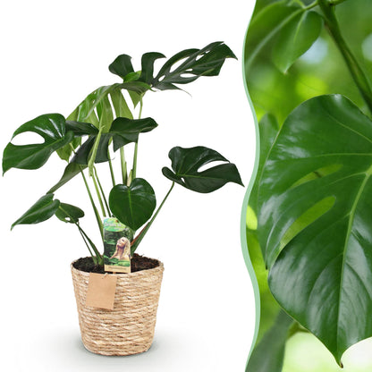 Green BoutiQ - Green is... Kamerplanten - Monstera Deliciosa - Gatenplant - Weinig onderhoud - met mand - Groen - 1 Plant - Pot 17cm - Hoogte 50-55cm