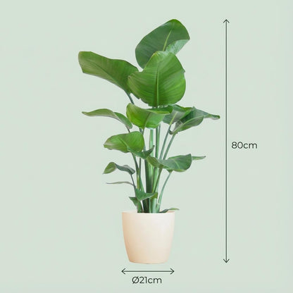 Kamerplant - Strelitzia Nicolai - Incl. witte sierpot - Pot Ø 21cm Hoogte ↕ 80cm