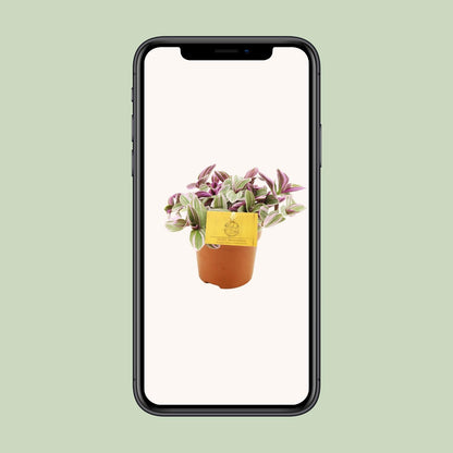 Kamerplant - Tradescantia Sweetness - Pot Ø 10,5cm Hoogte ↕ 10cm