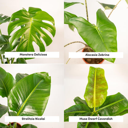 Kamerplant set - Monstera Deliciosa + Alocasia Zebrina + Strelitzia Nicolai + Musa Dwarf Cavendish