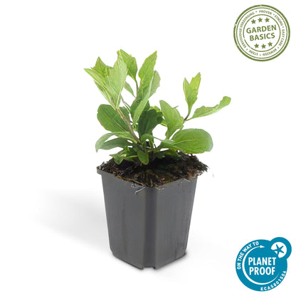 Buitenplant 24x Aster ageratoides 'Asran' - Bloeiend - Pot Ø 9cm Hoogte ↕ 10-25cm