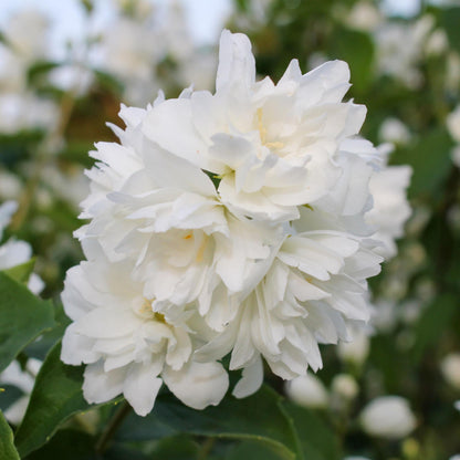 Buitenplant - Philadelphus 'Snowbelle' - Bloeiend - Pot Ø 17cm Hoogte ↕ 45cm