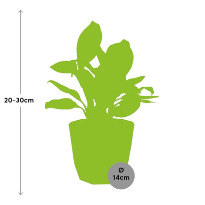 Kamerplant - Aglaonema Christina - Pot Ø 14cm