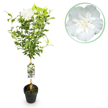 Buitenplant - Hibiscus syriacus 'White Chiffon®' op stam - Bloeiend - Pot Ø 19cm Hoogte ↕ 90cm