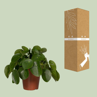 Kamerplant - Pilea Peperomioides (Pannekoekenplant) - Pot Ø 15cm Hoogte ↕ 25cm