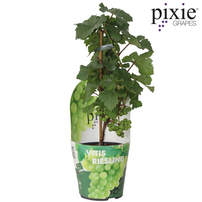 Buitenplant - Vitis Pixie Riesling - Witte wijndruif - Pot Ø 14cm Hoogte ↕ 30cm