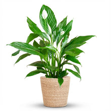 Kamerplant - Spathiphyllum incl. mand zeegras naturel - Pot Ø 21cm Hoogte ↕ 80cm
