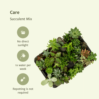 Kamerplant 20x Succulenten Mix - Pot Ø 5,5cm Hoogte ↕ 7cm