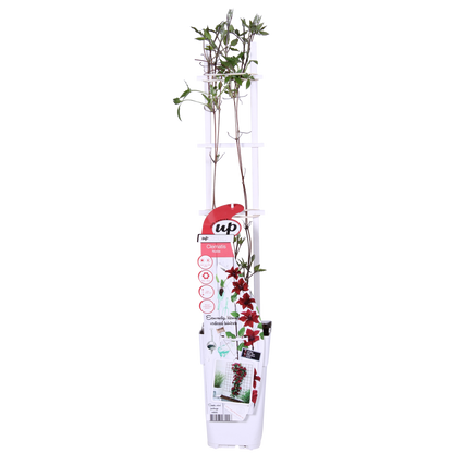 Buitenplant - Clematis Nubia - Bloeiend - Pot Ø 15cm Hoogte ↕ 65cm