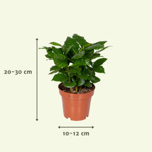 Kamerplant 8x verrassingsbox - Pot Ø 12cm Hoogte ↕ 25cm
