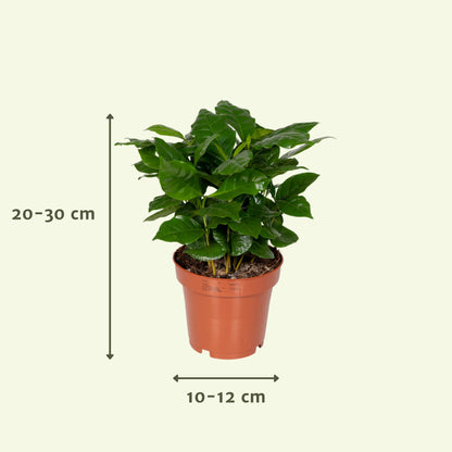 Kamerplant 8x verrassingsbox - Pot Ø 12cm Hoogte ↕ 25cm