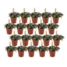Kamerplant 20x Peperomia Milano - Pot Ø 5,5cm Hoogte ↕ 10cm