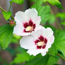 Buitenplant - Hibiscus syriacus 'Hamabo' - Bloeiend - Pot Ø 17cm Hoogte ↕ 45cm