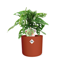 Kamerplant - Monstera 'Monkey Leaf' - Pot Ø 14cm