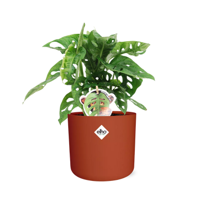 Kamerplant - Monstera 'Monkey Leaf' - Pot Ø 14cm