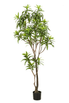 Kunstplant XL - Dracaena Drakenboom - Hoogte ↕ 190cm