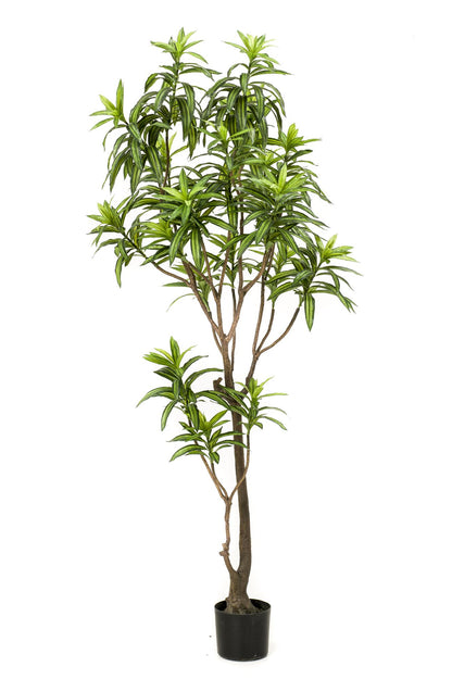 Kunstplant XL - Dracaena Drakenboom - Hoogte ↕ 190cm