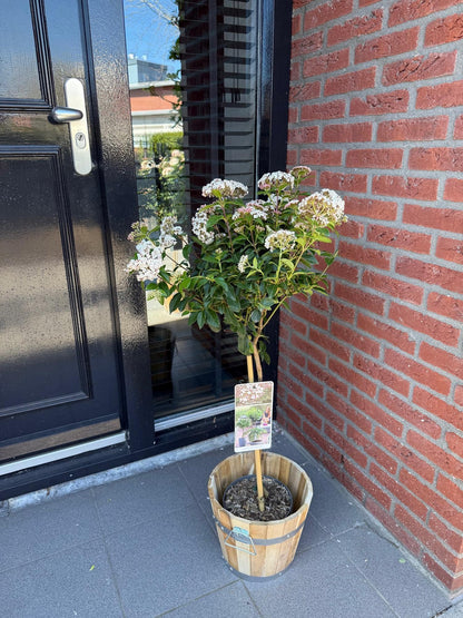 Buitenplant - Viburnum tinus op stam - Winterhard - Pot Ø 19cm Hoogte ↕ 90cm