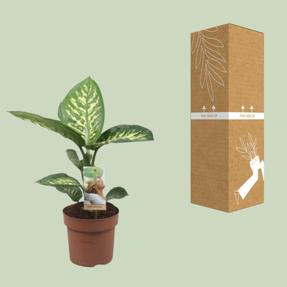 Kamerplant - Dieffenbachia Tropic Snow - Pot Ø 17cm Hoogte ↕ 60cm