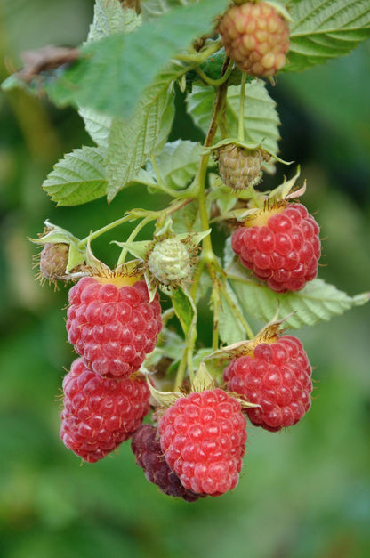 Buitenplant 4x Rubus 'Autumn' Mix - Bloeiend - Pot Ø 13cm Hoogte ↕ 45cm