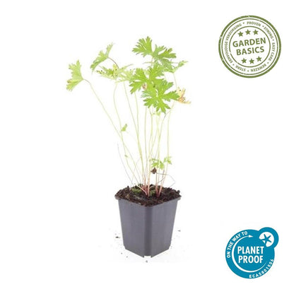 Buitenplant 60x Geranium 'Johnson's Blue' - Bloeiend - Pot Ø 9cm Hoogte ↕ 10-25cm