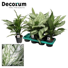 Kamerplant - Aglaonema Silver Queen - Pot Ø 14cm Hoogte ↕ 45cm