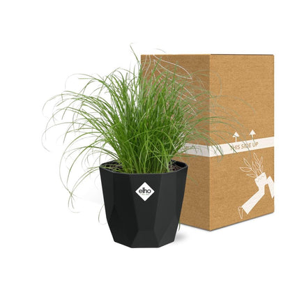 Kamerplant - Cyperus Alternifolius 'Zumula' - Pot Ø 14cm