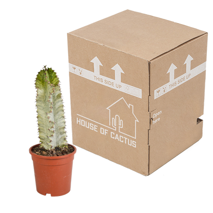 Kamerplant - Euphorbia marmorata - Pot Ø 17cm