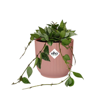 Kamerplant - Hoya Krohniana 'Eskimo' - Pot Ø 14cm