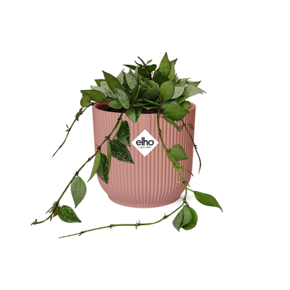 Kamerplant - Hoya Krohniana 'Eskimo' - Pot Ø 14cm