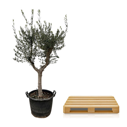 XL plant - Olea Europaea 'Cultivo' - Pot Ø 45cm Hoogte ↕ 230cm