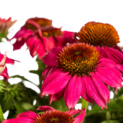 Buitenplant - Echinacea Purpurea Purple - Bloeiend - Pot Ø 19cm Hoogte ↕ 60-70cm