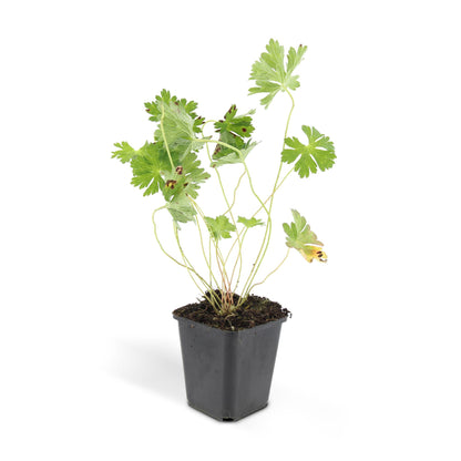 Buitenplant 6x Geranium Rozanne - Bloeiend - Pot Ø 9cm Hoogte ↕ 10-25cm