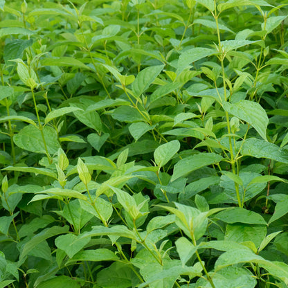 Buitenplant - Cornus alba Flaviramea - Pot Ø 17cm Hoogte ↕ 45cm