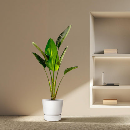 XL Kamerplant - Strelitzia Augusta - Pot Ø 30cm Hoogte ↕ 180cm