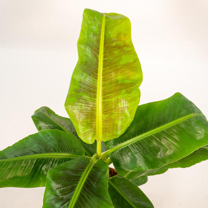 Kamerplant - Musa Dwarf Cavendish - Inclusief mand - Pot Ø 21cm Hoogte ↕ 90cm