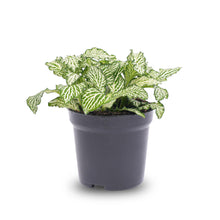 Kamerplant - Fittonia Wit White Tiger - Pot Ø 8cm
